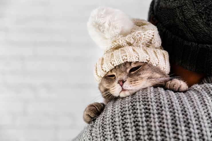 What to do in the cold weather? 6 tips to take care of your pets in winter