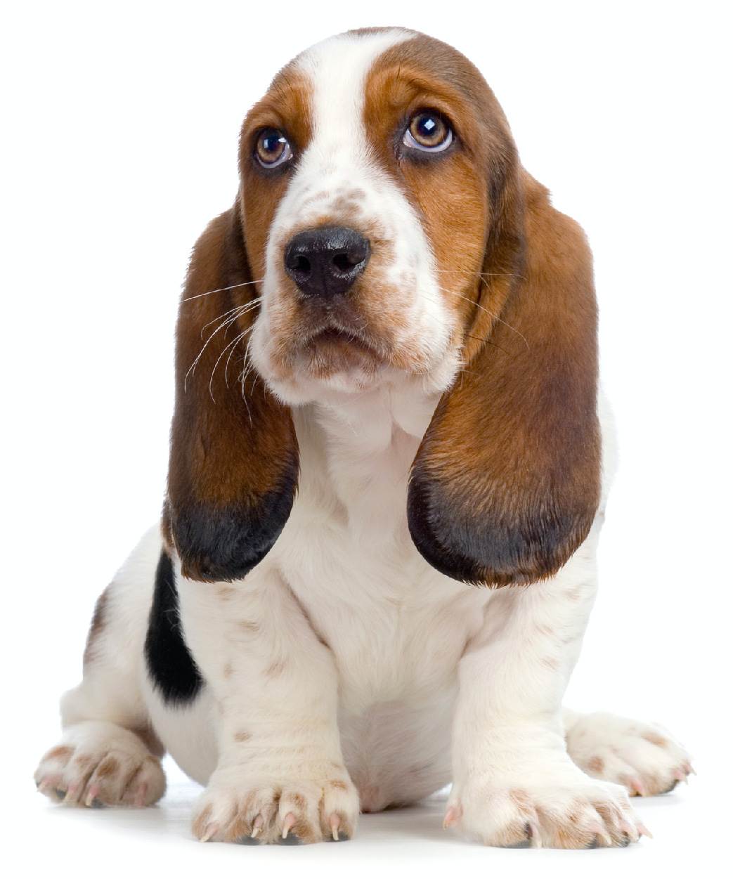Pet