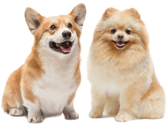 Pet